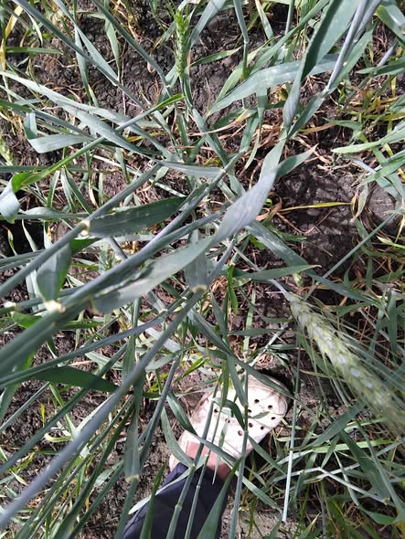 السلام عليكم الغله ضعيفه في الارض   والخلفه ضعيفه اعمل ليها ايه